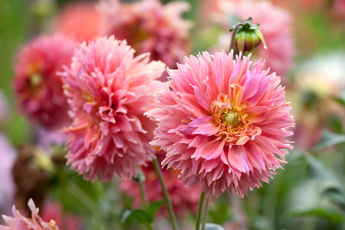 Dahlia 'Winter Springs', rosa