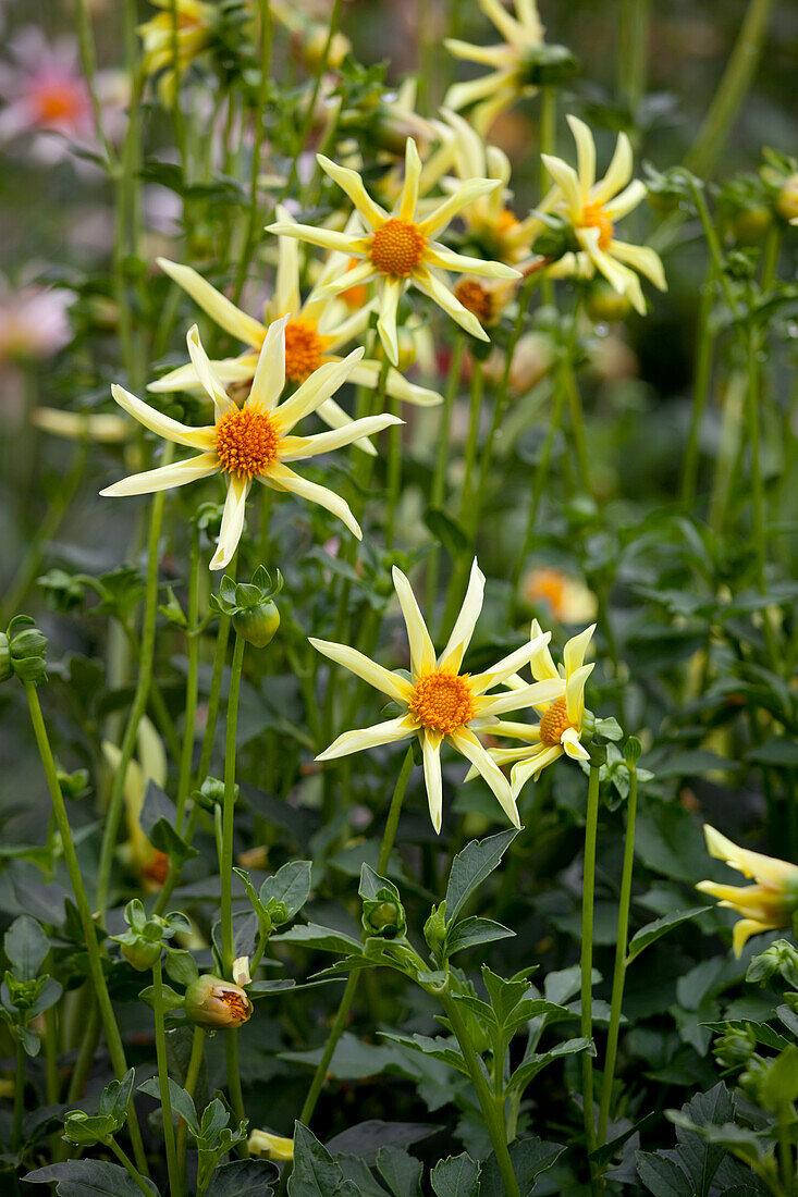 Dahlia 'Honka Surprise'