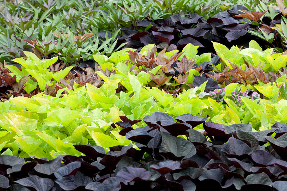 Ipomoea batatas 'Lime