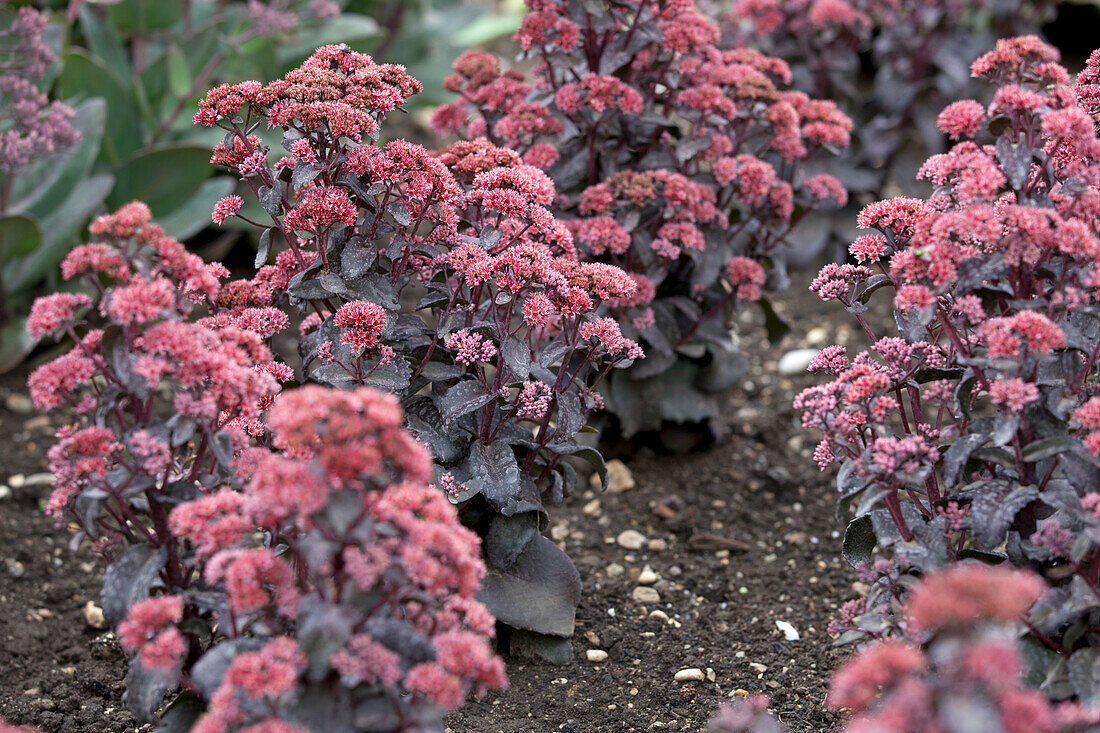 Sedum 'Orbit Bronze'