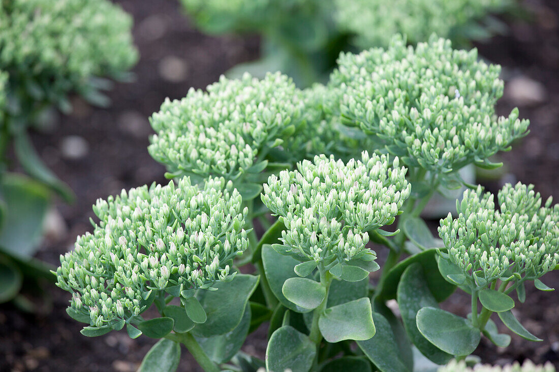 Sedum telephium