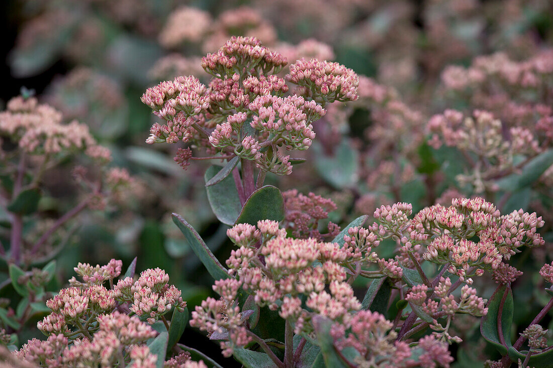 Sedum telephium 'Touchdown Jade'