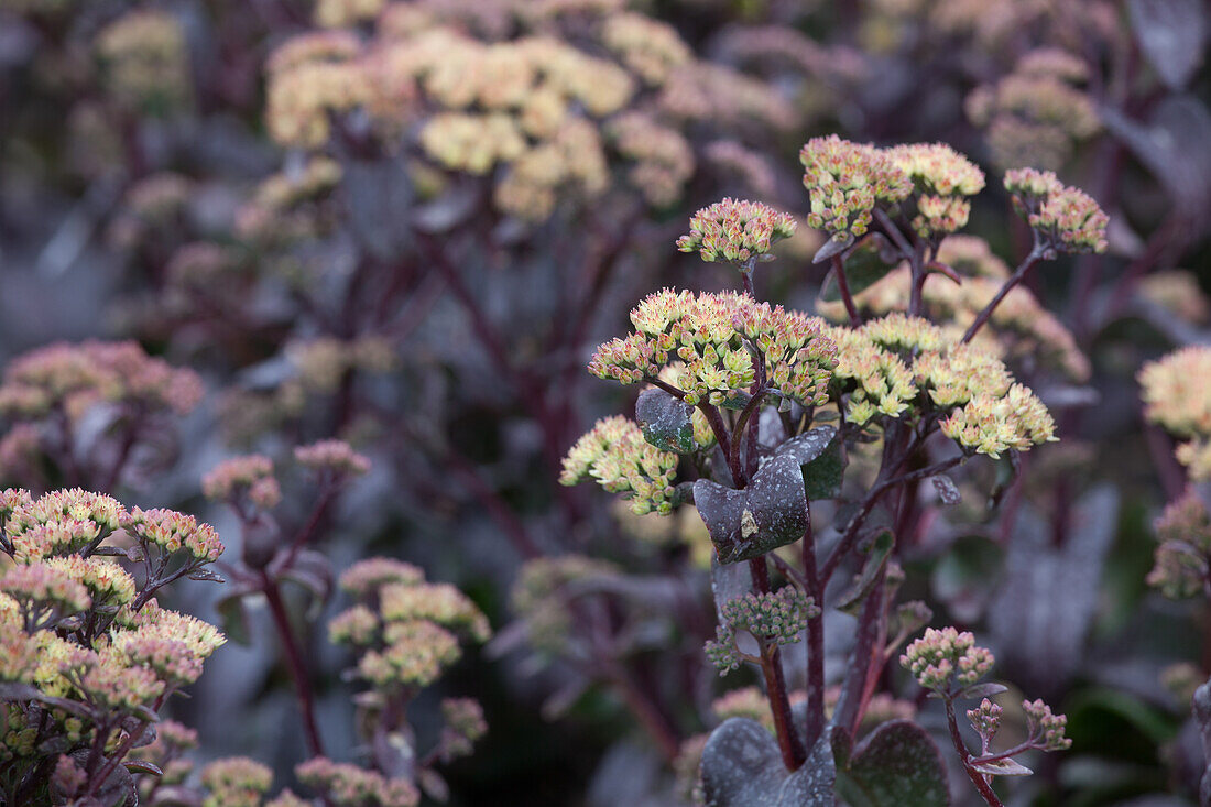 Sedum hybrida Touchdown Flame