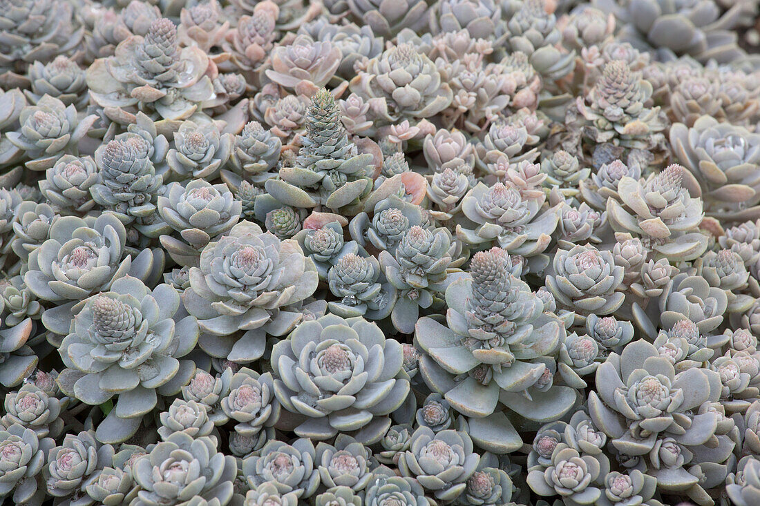 Orostachys malacophylla subsp. malacophylla var. iwarenge 'Chinese Hat'