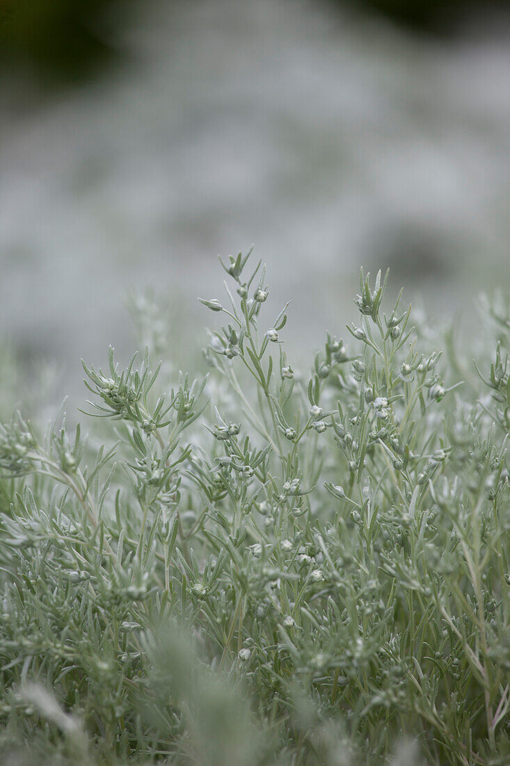 Artemisia schmidtiana 'Silver Mound'