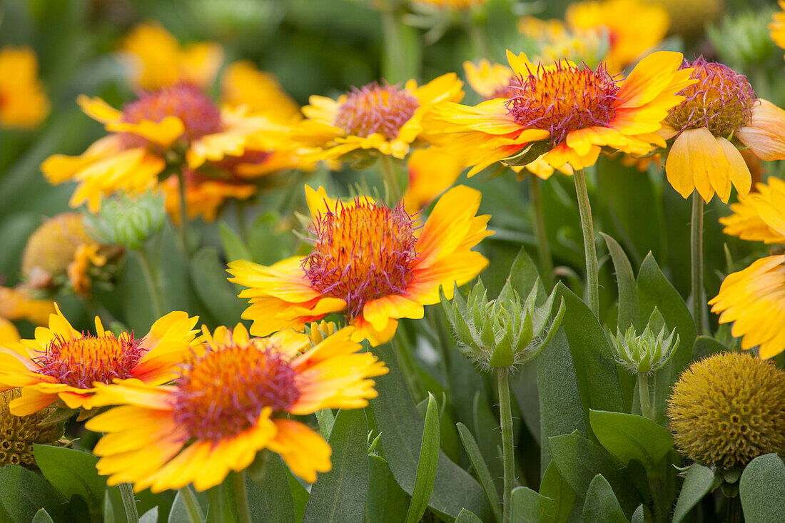 Gaillardia x grandiflora Sunset 'Mexican'