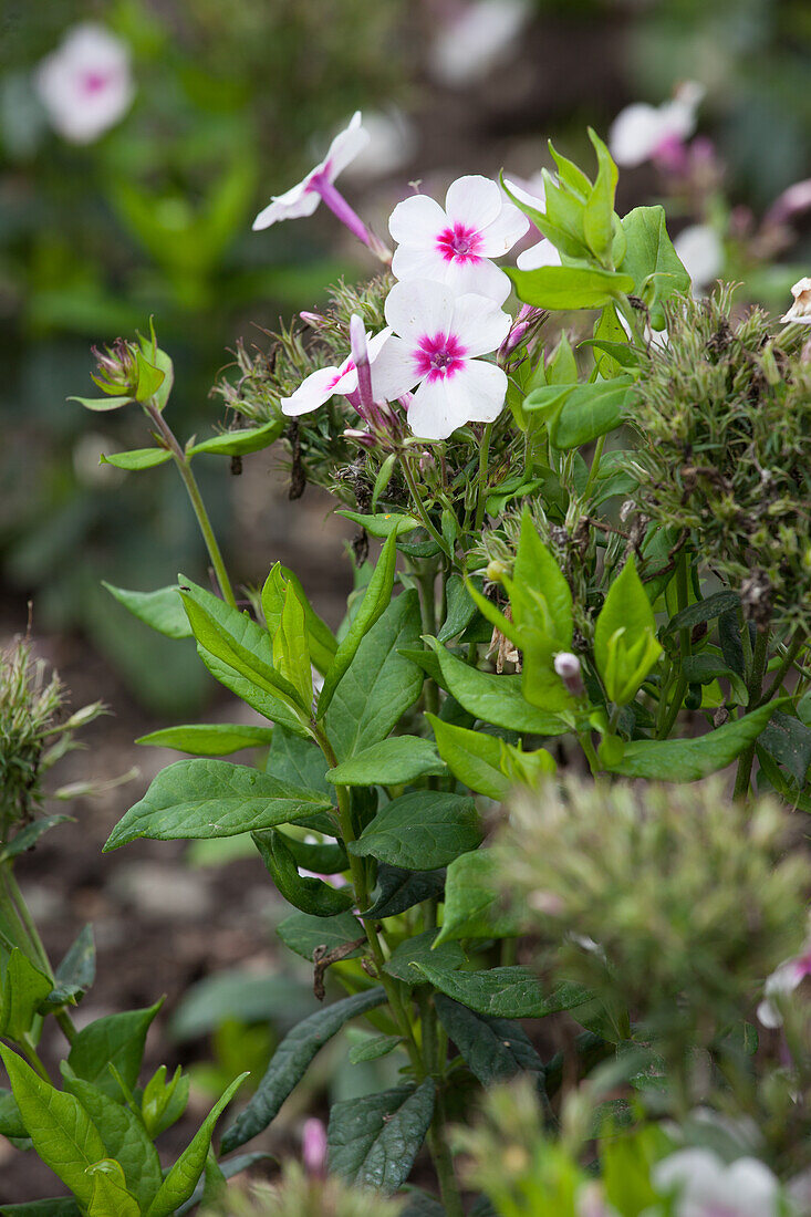 Gaillardia x Perennial Phlox Swizzle