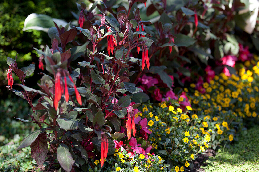 Fuchsia triphylla