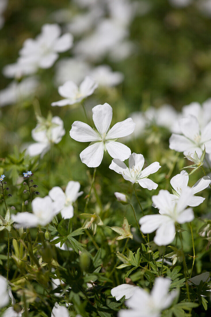 Geranium clarkei