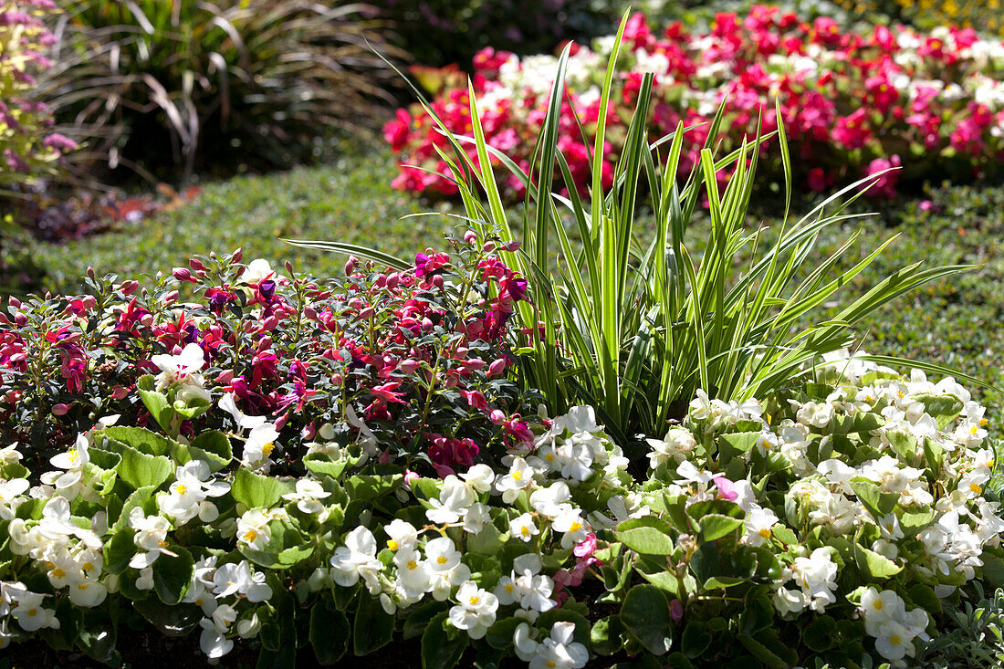 Grave planting with Fuchsia, Viola and grasses