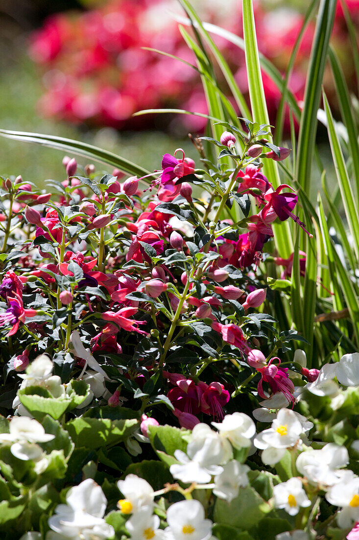 Burial planting with fuchsia, viola and grasses