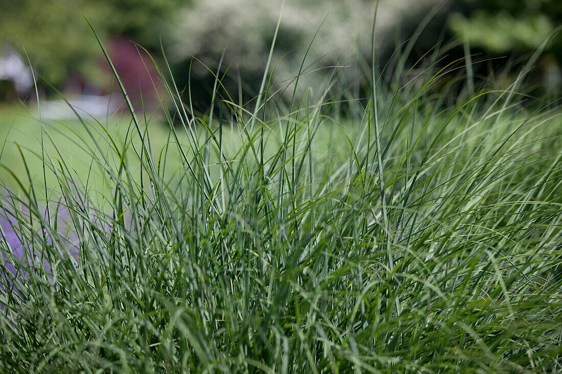 Deschampsia cespitosa