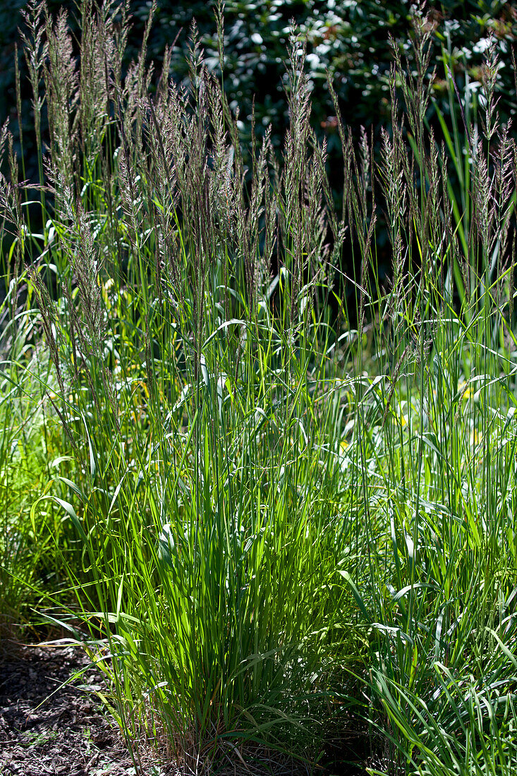 Deschampsia