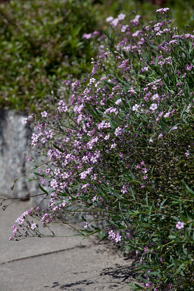 Gypsophila repens 'Rosea'