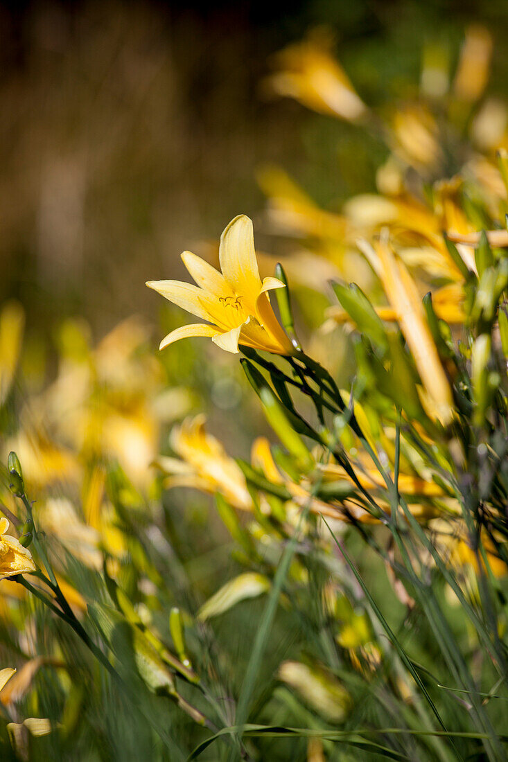 Hemerocallis lilioasphodelus