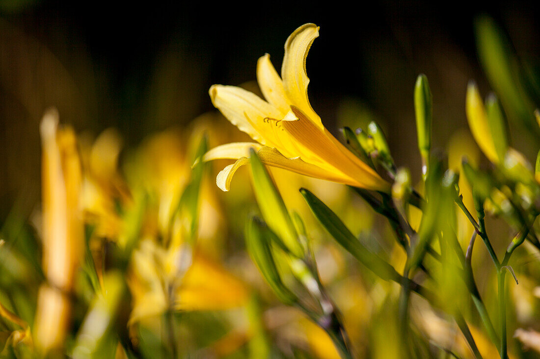 Hemerocallis lilioasphodelus