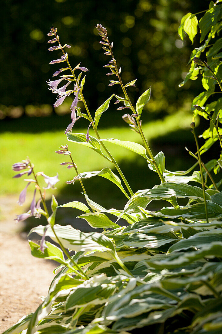 Hosta