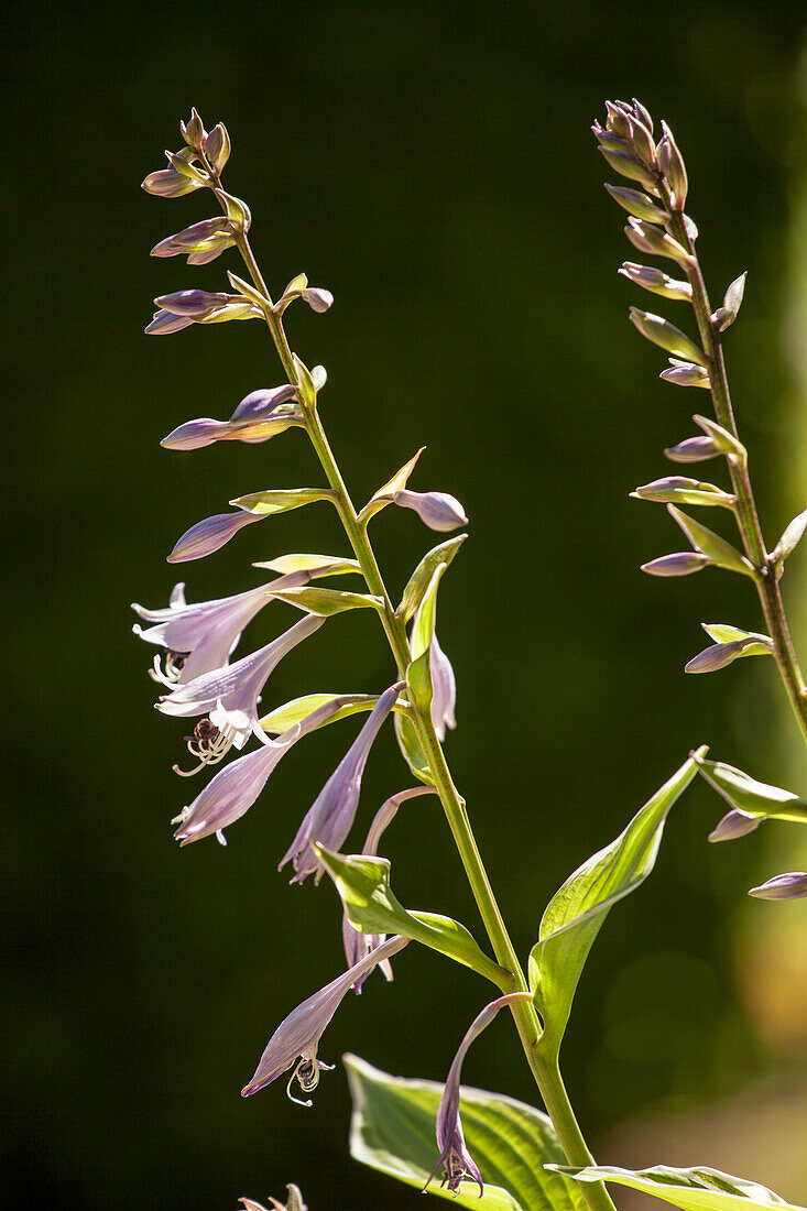 Hosta