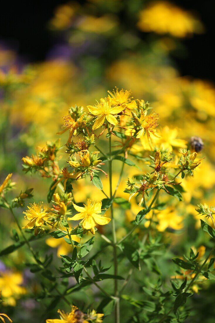 Hypericum perforatum