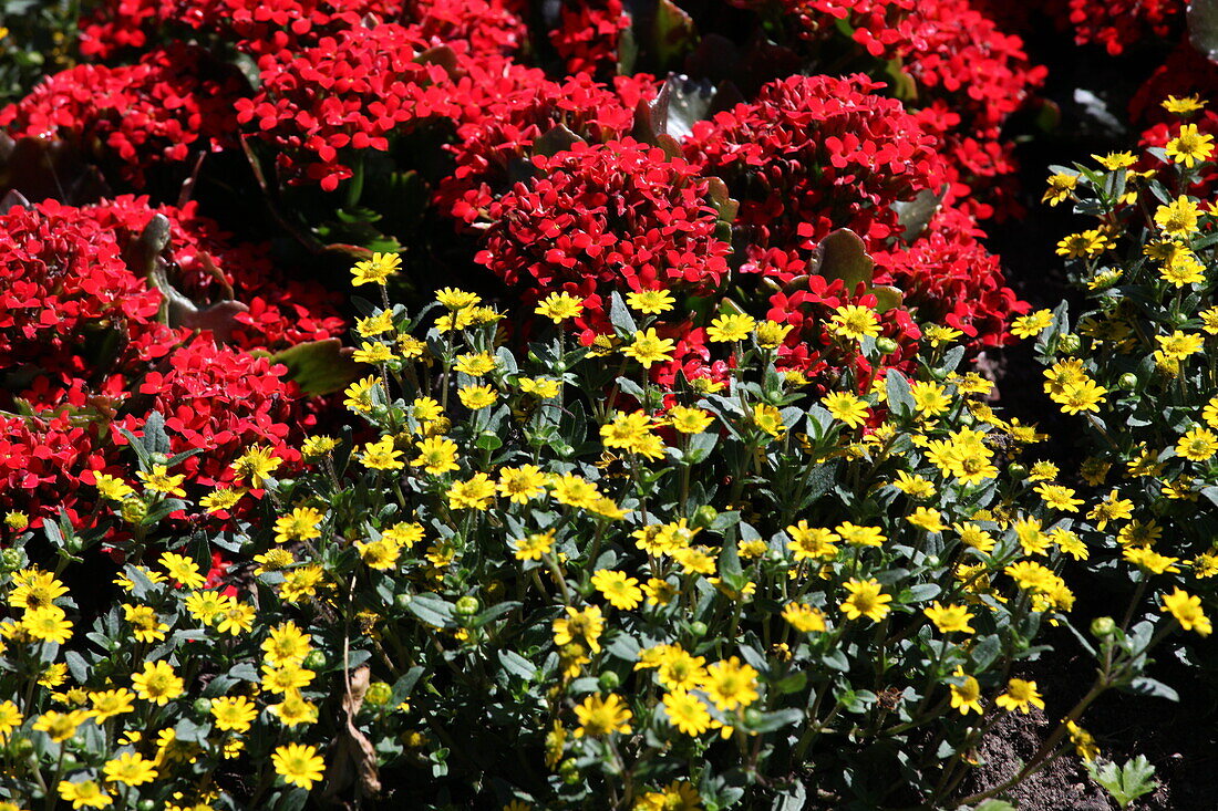 Kalanchoe blossfeldiana with Sanvitalia procumbens