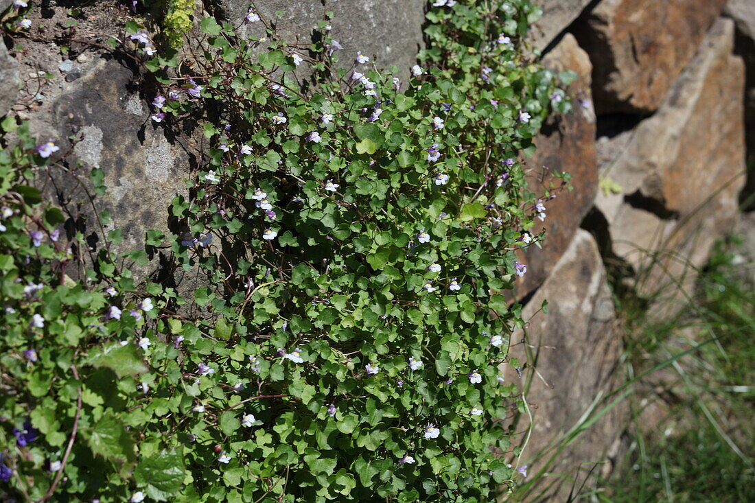 Wall planting