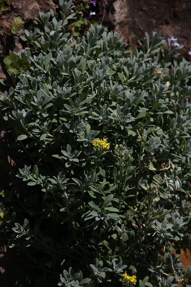 wall planting