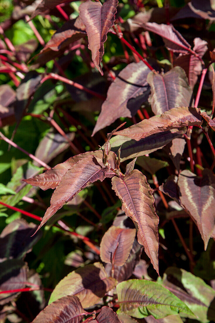 Aconogonon microcephala 'Red Dragon'