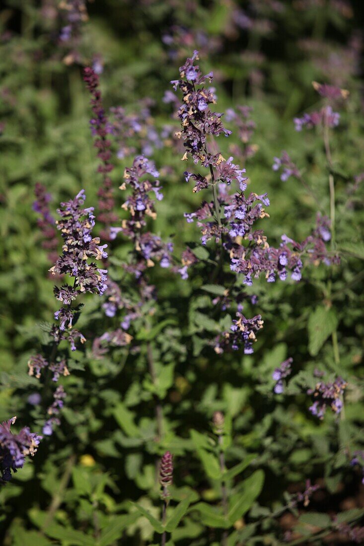 Salvia nemorosa