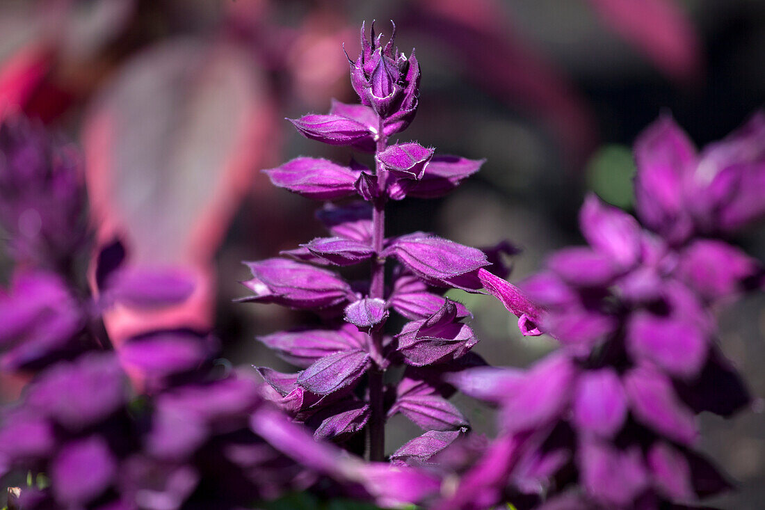 Salvia splendens 'Go-Go Purple'