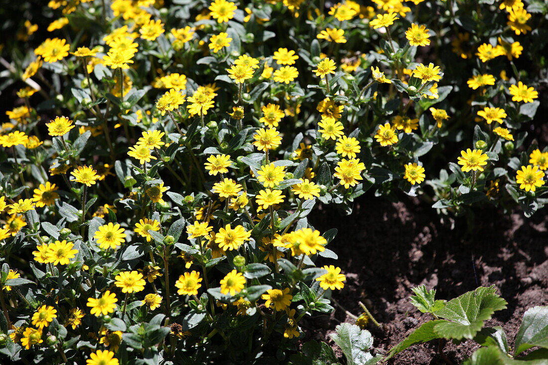 Sanvitalia procumbens