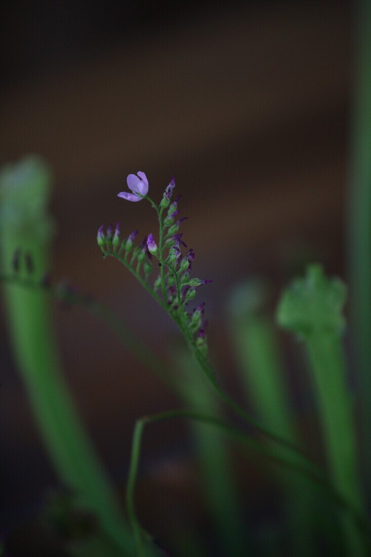 Sarracenia Psittacina