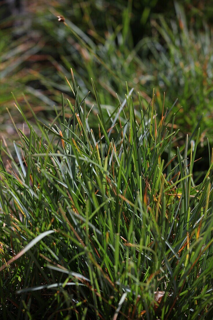 Sesleria caerulea