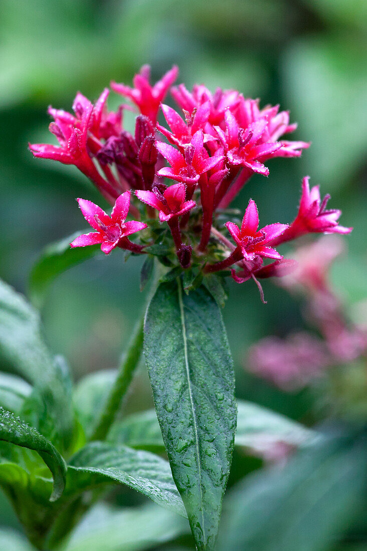 Pentas lanceolata 'Rocket'