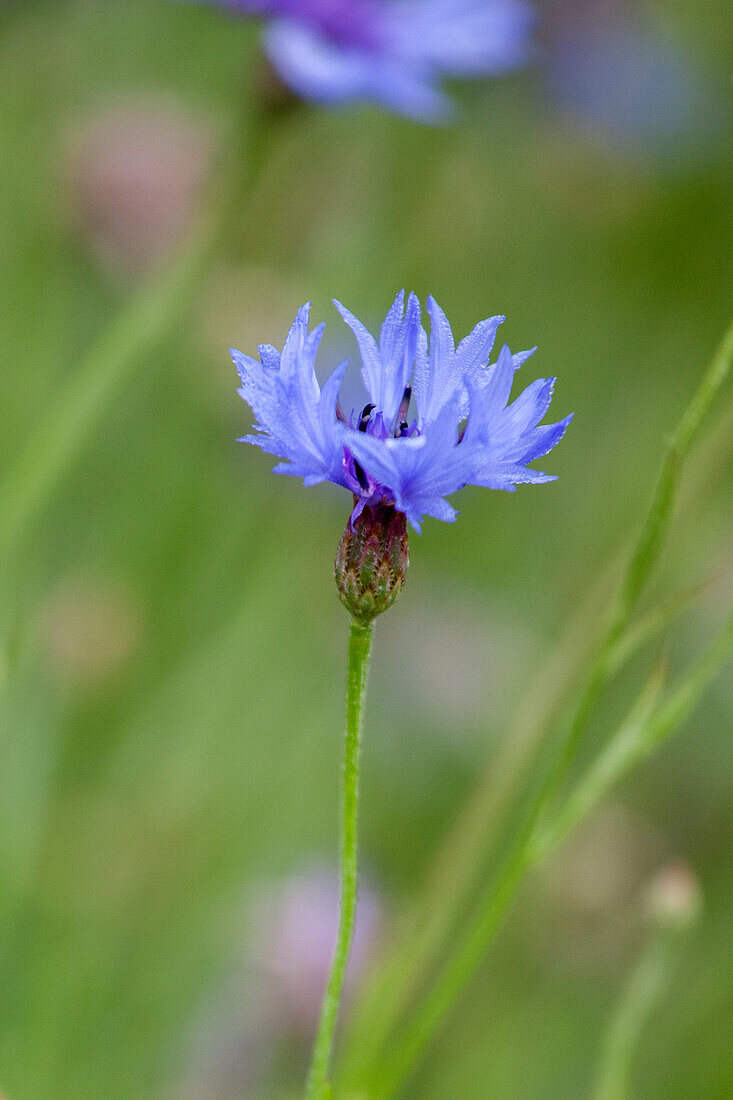 Centaurea cyanus