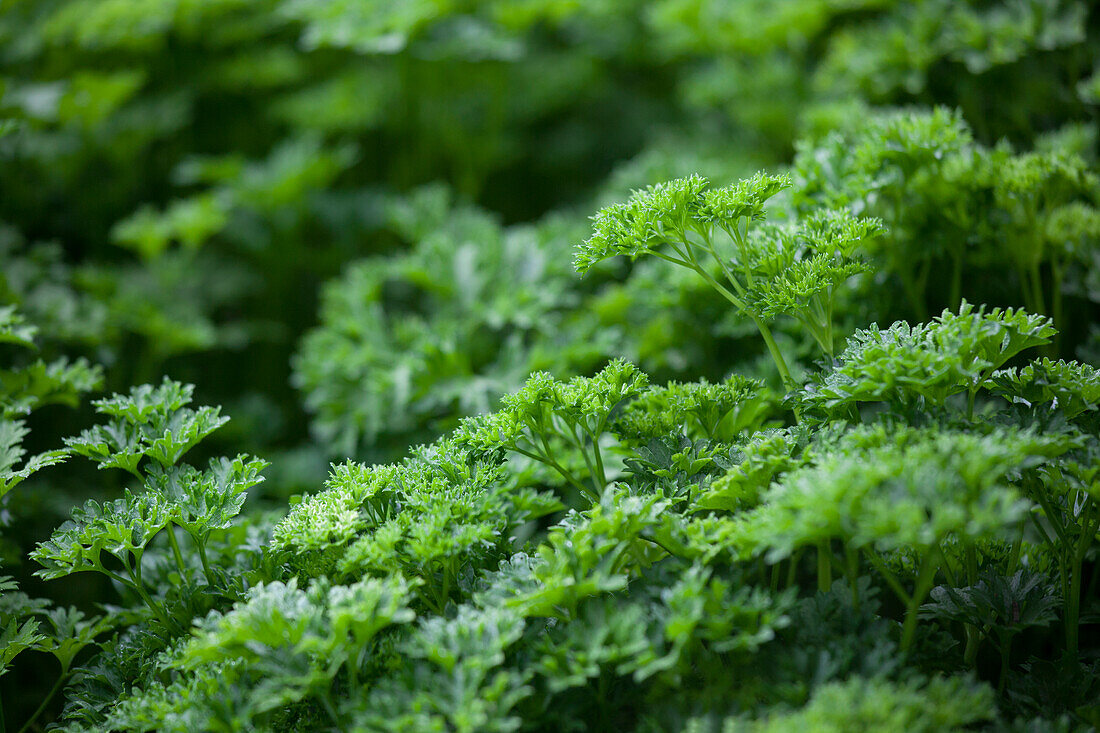 Petroselinum crispum 'Green Pearl