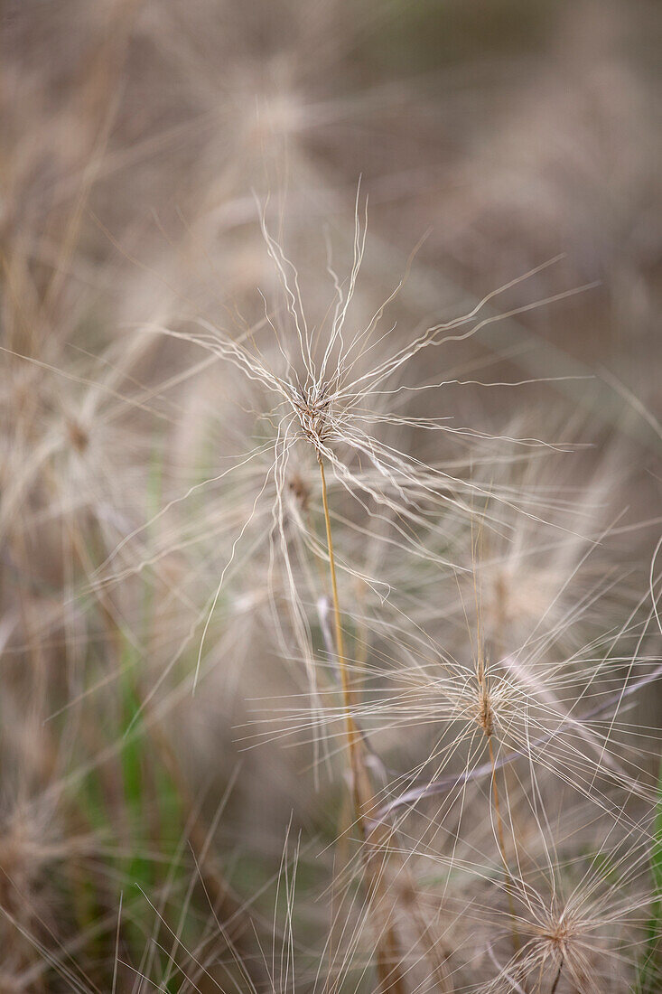 Hordeum jubatum