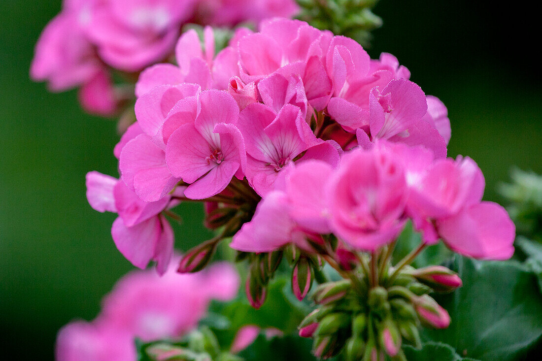 Pelargonium zonale