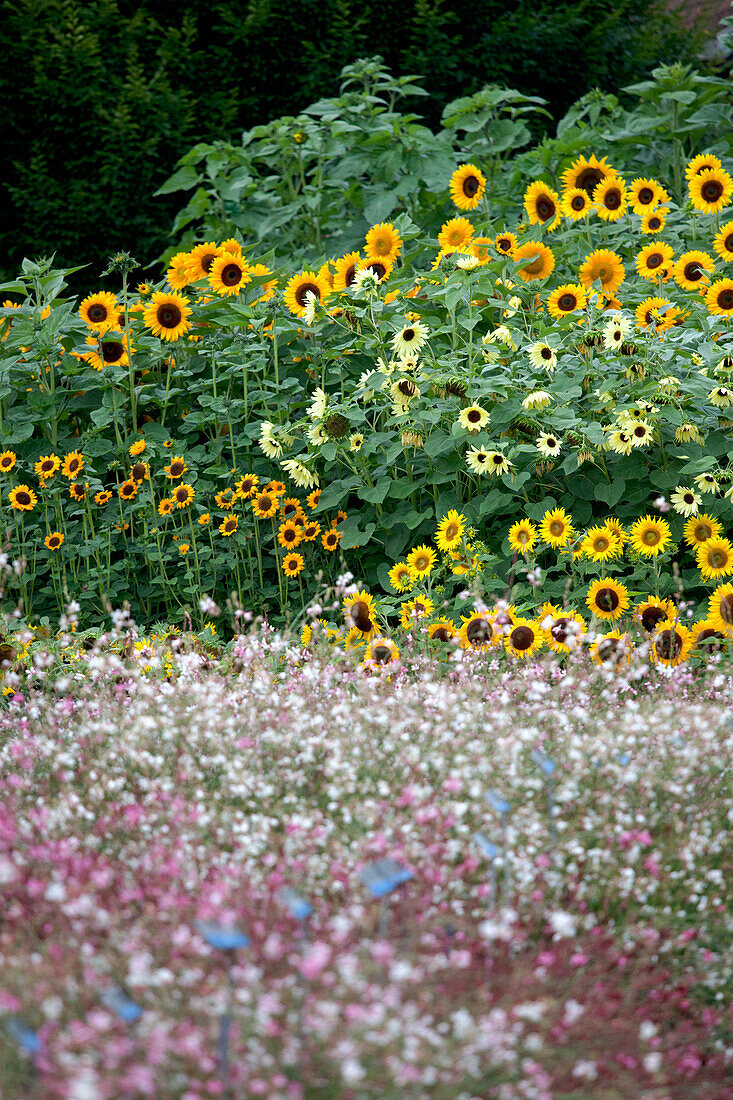 Helianthus annuus