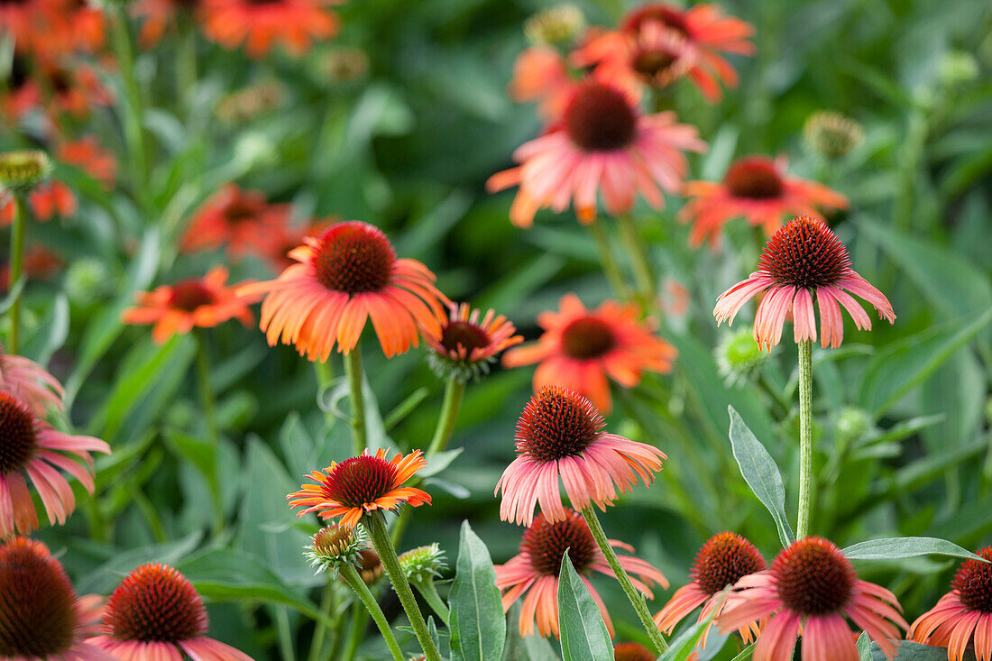 Echinacea purpurea