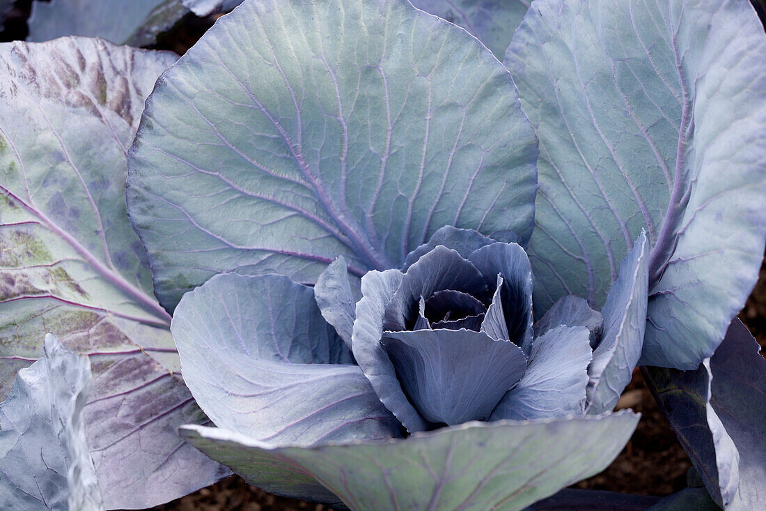 Brassica oleracea var. capitata f. rubra 'Marner Lagerrot'