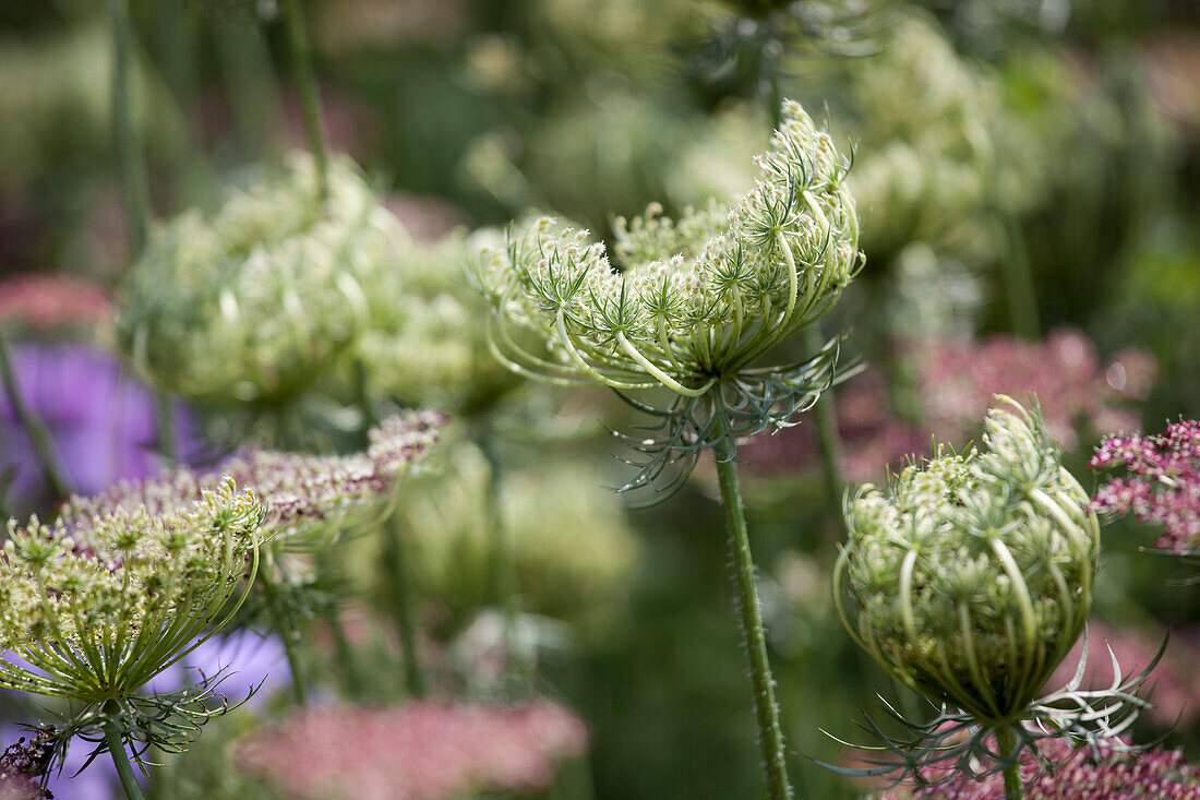 Daucus 'Papillon'