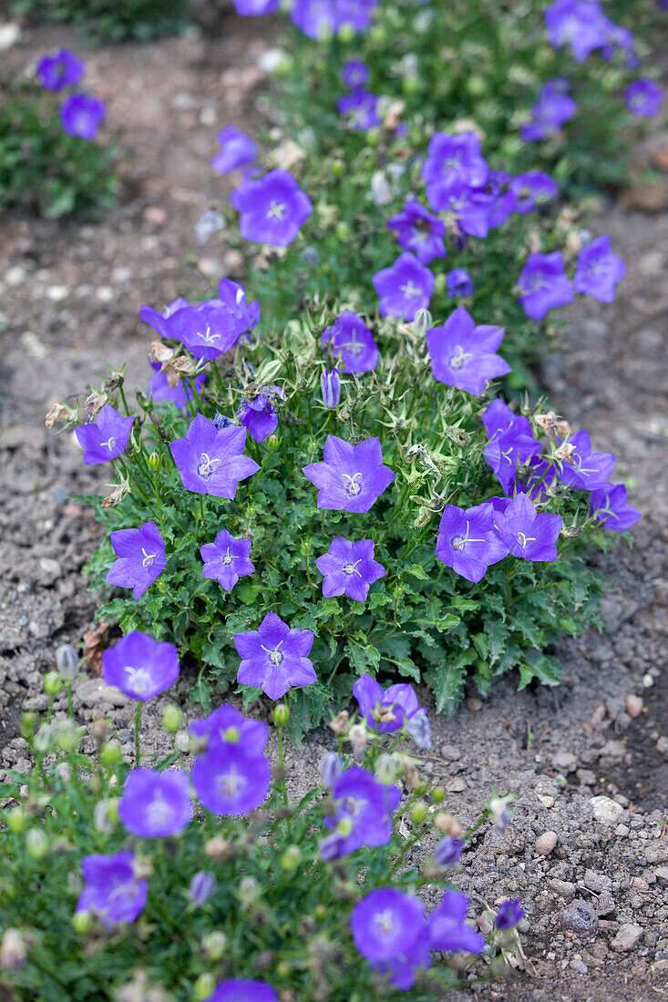 Campanula carpatica 'Pearl Blue