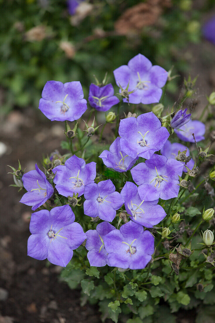 Campanula carpatica Pearl Deep Blue