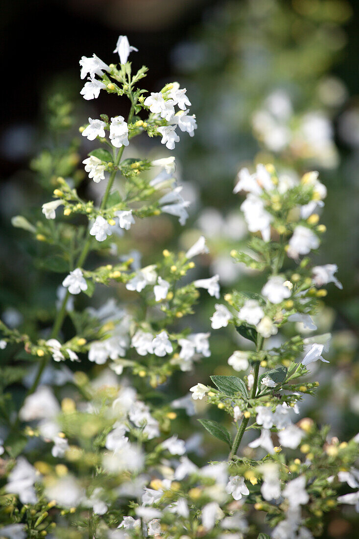 Calamintha nepeta 'Marvelette White'