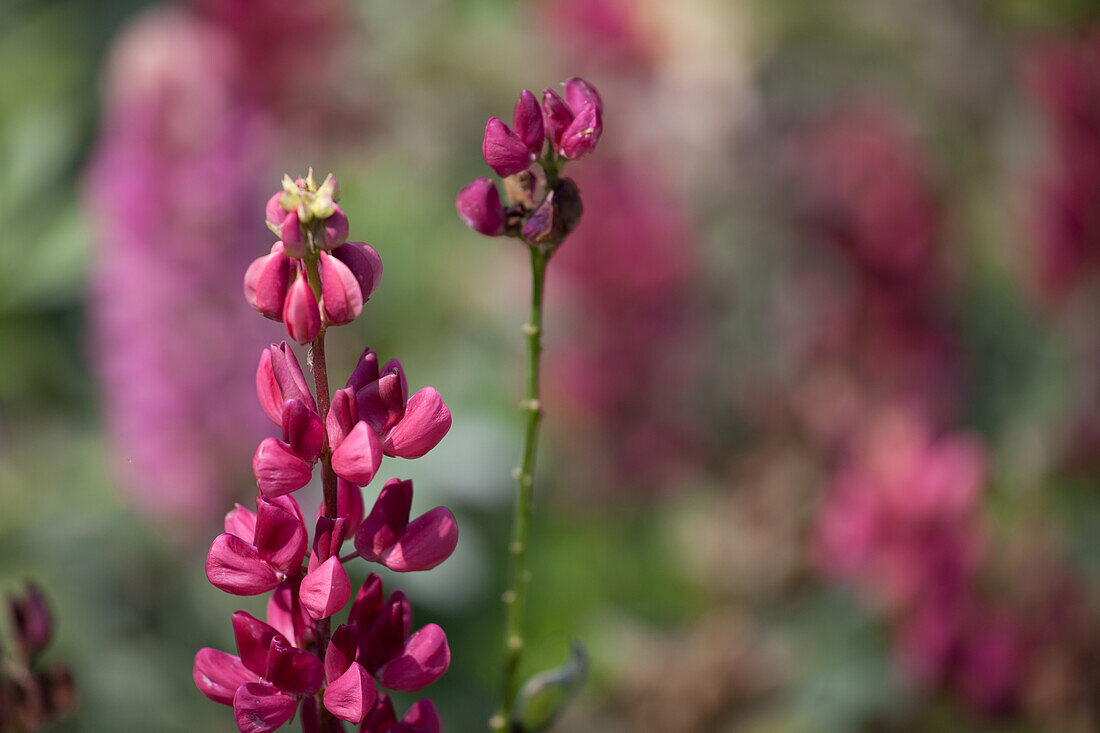 Lupin Mini Gallery Rose Bicolor / M. G. Rouge