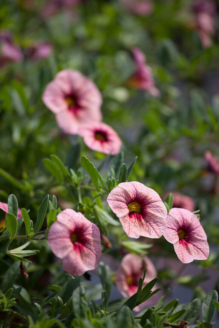 Calibrachoa Sweet Bells Peach Red Lip