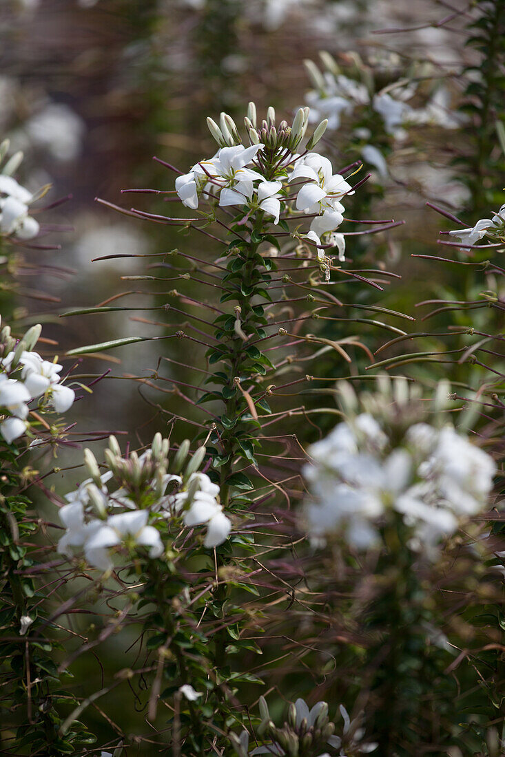 Cleome hybrida Señorita Blanca