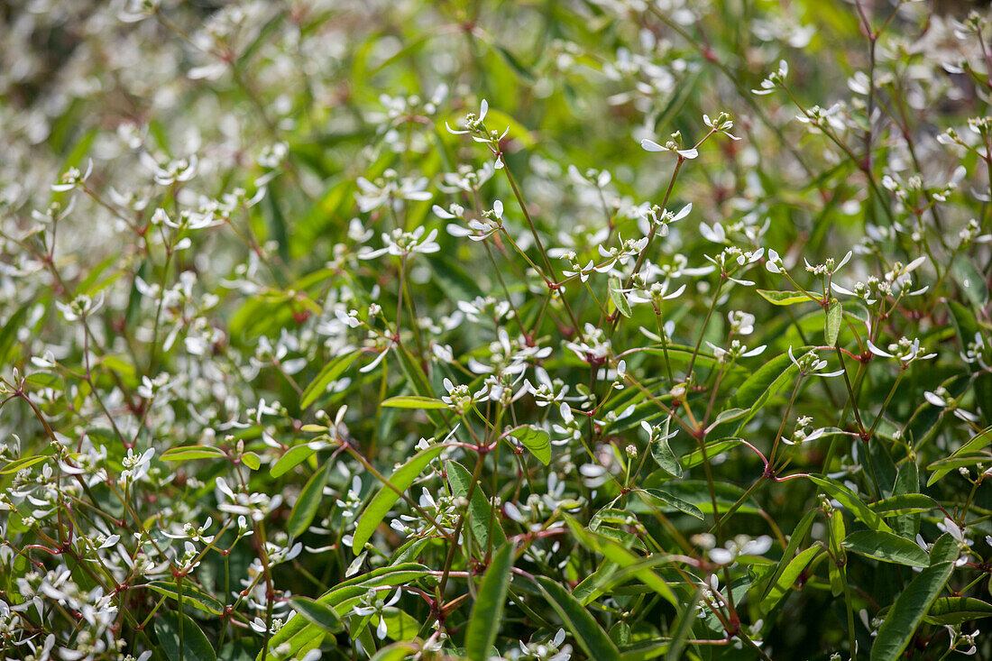 Euphorbia hypericifolia 'Starpleasure'®