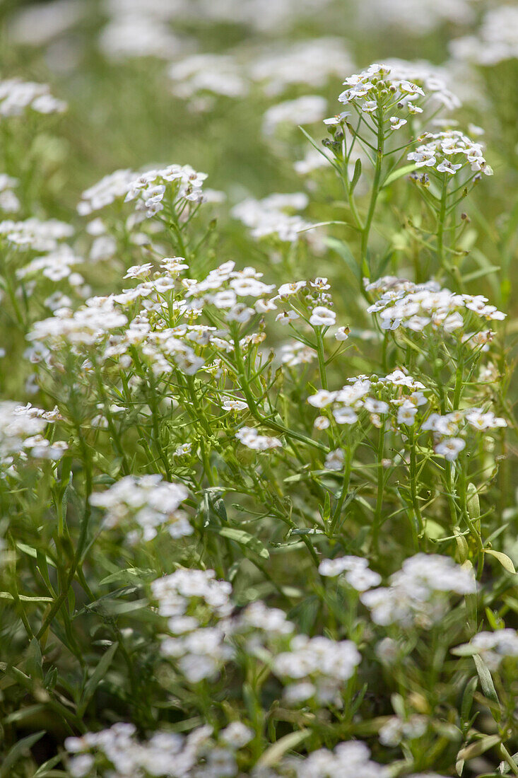 Lobularia maritima, white