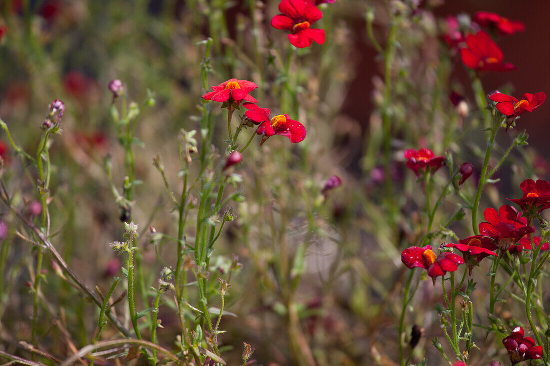 Nemesia hybrida Neminio Red